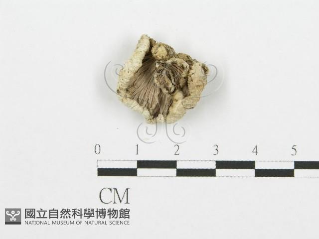 裂褶菌藏品圖，第1張