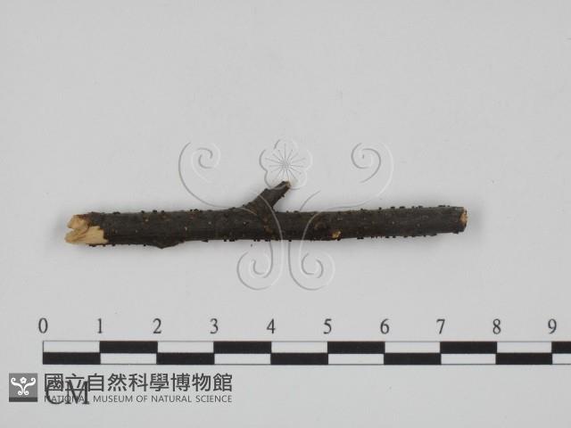登錄號:F0011573藏品圖，第1張