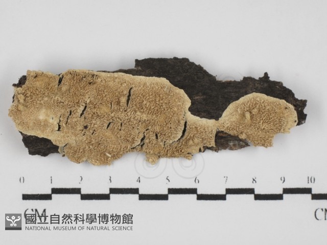 登錄號:F0031573藏品圖，第1張