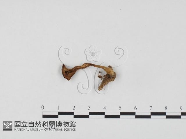 登錄號:F0024573藏品圖，第1張