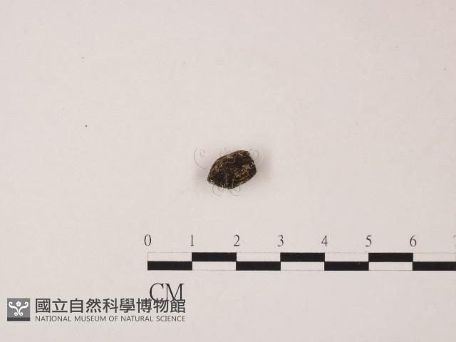 登錄號:F0004573藏品圖，第1張