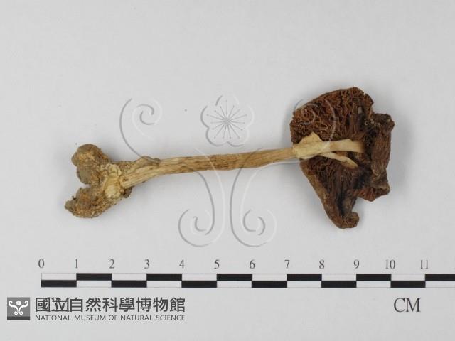 登錄號:F0014573藏品圖，第1張