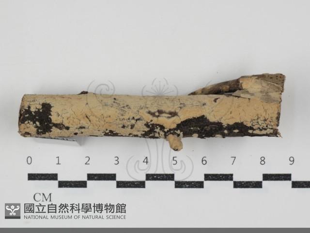 登錄號:F0034573藏品圖，第1張