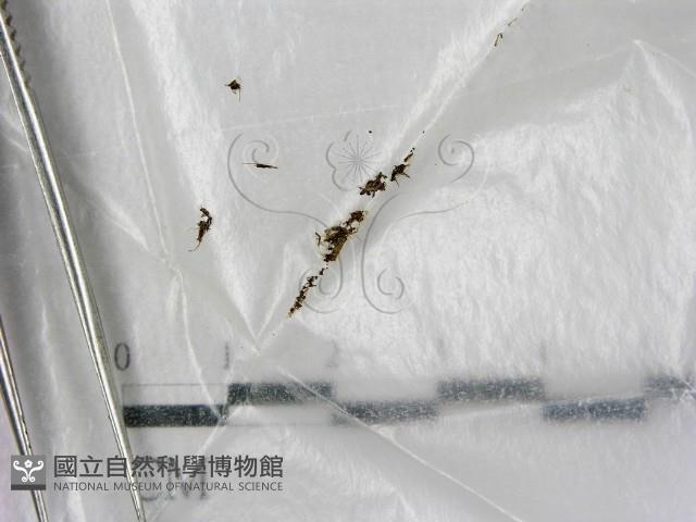 登錄號:F0002573藏品圖，第1張