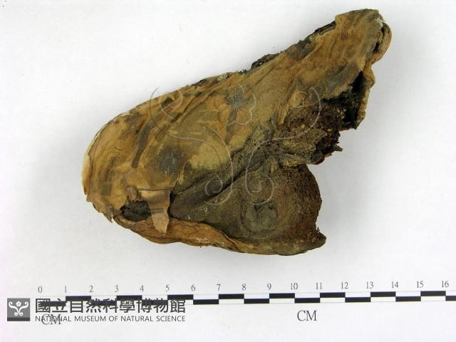 登錄號:F0012573藏品圖，第1張