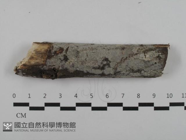 登錄號:F0032573藏品圖，第1張