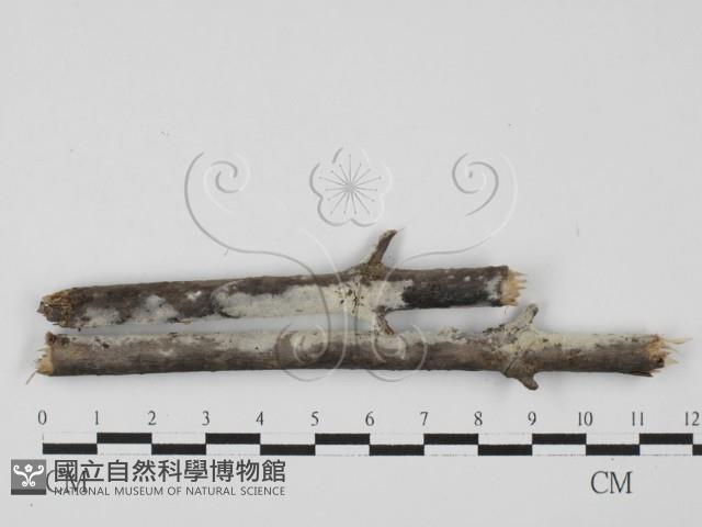 剛毛絲皮菌藏品圖，第1張