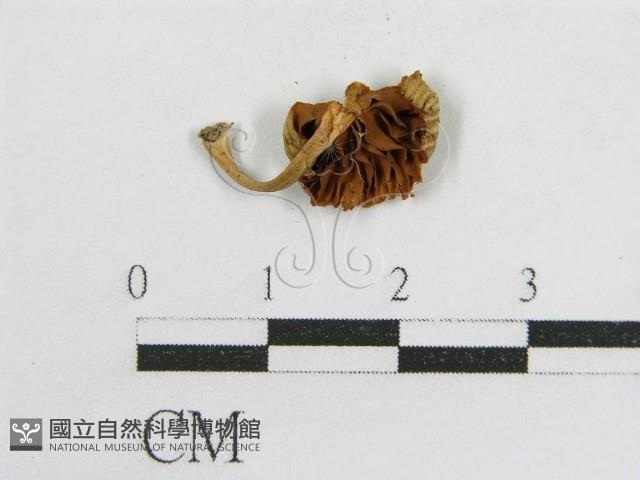 登錄號:F0007573藏品圖，第1張