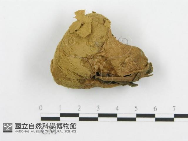 登錄號:F0005573藏品圖，第1張