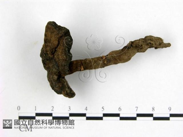 登錄號:F0015573藏品圖，第1張