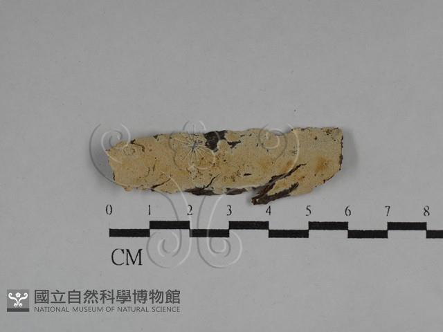 登錄號:F0029573藏品圖，第1張