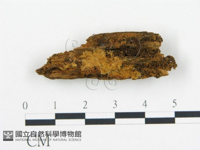 登錄號:F0009573藏品圖，第1張