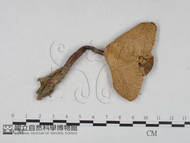登錄號:F0003573藏品圖，第1張