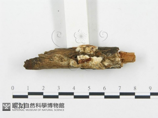 登錄號:F0013573藏品圖，第1張