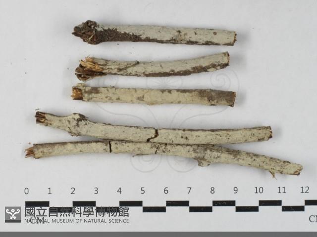 登錄號:F0033573藏品圖，第1張