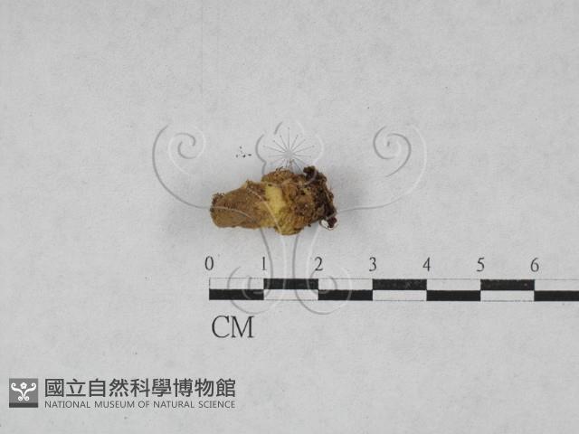 登錄號:F0028173藏品圖，第1張