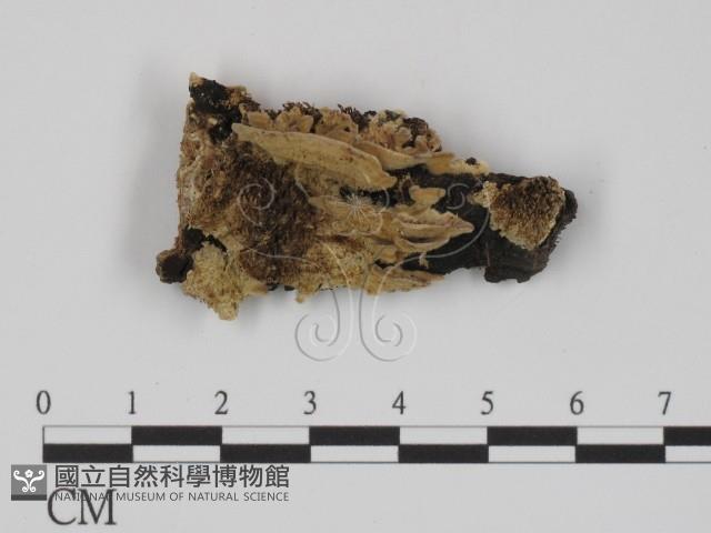 登錄號:F0008173藏品圖，第1張