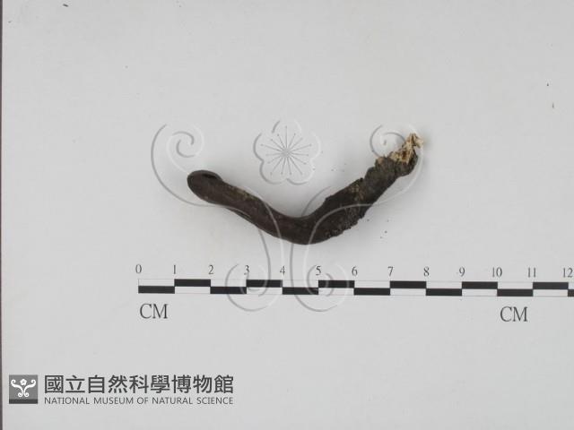 登錄號:F0010173藏品圖，第1張