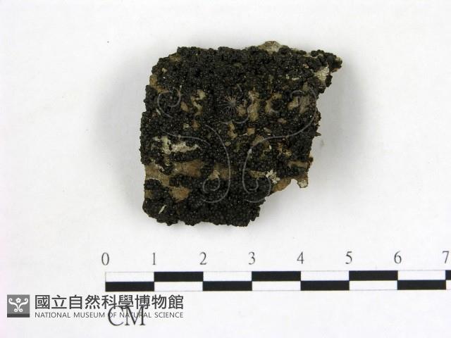 登錄號:F0001173藏品圖，第1張