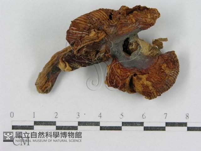 登錄號:F0011173藏品圖，第1張