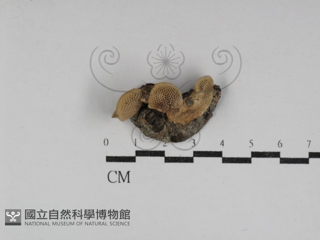 登錄號:F0031173藏品圖，第1張