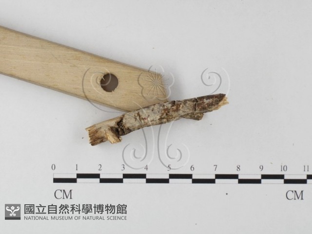 登錄號:F0004173藏品圖，第3張