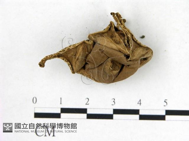 登錄號:F0014173藏品圖，第1張