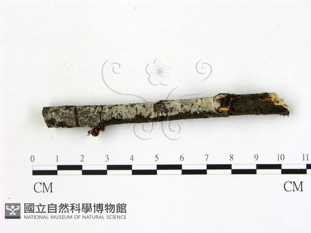 登錄號:F0022173藏品圖，第1張
