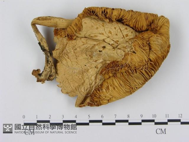 登錄號:F0002173藏品圖，第1張