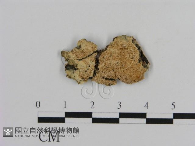 登錄號:F0012173藏品圖，第1張