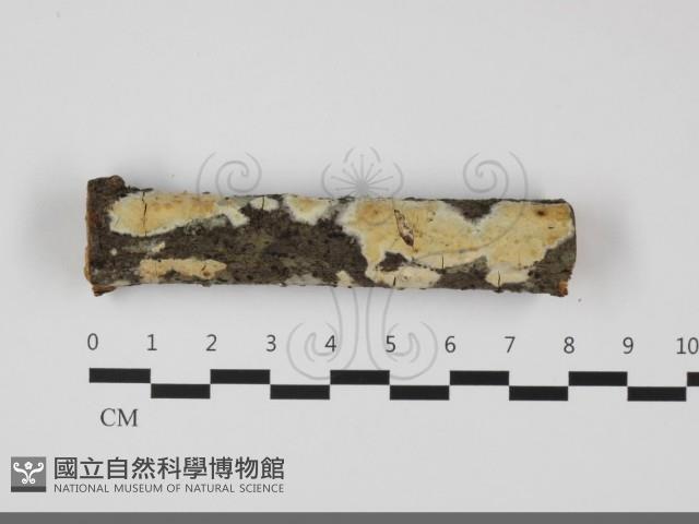 擬筍殼菌屬藏品圖，第1張