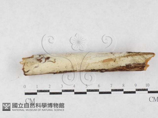 登錄號:F0027173藏品圖，第1張