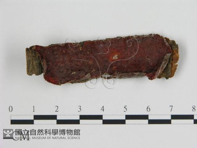 登錄號:F0007173藏品圖，第1張