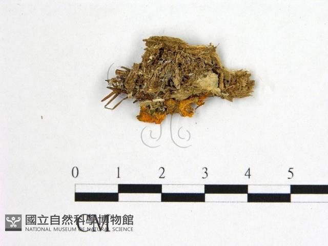 花耳屬藏品圖，第1張