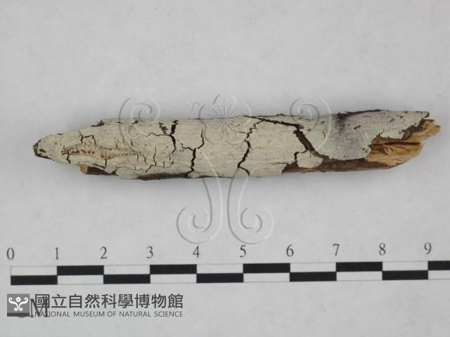 剛毛絲皮菌藏品圖，第1張