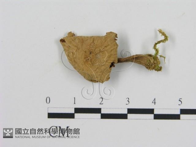 登錄號:F0005173藏品圖，第1張