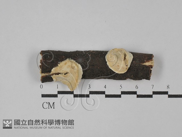 登錄號:F0029173藏品圖，第1張