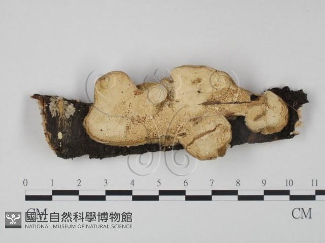 登錄號:F0009173藏品圖，第1張