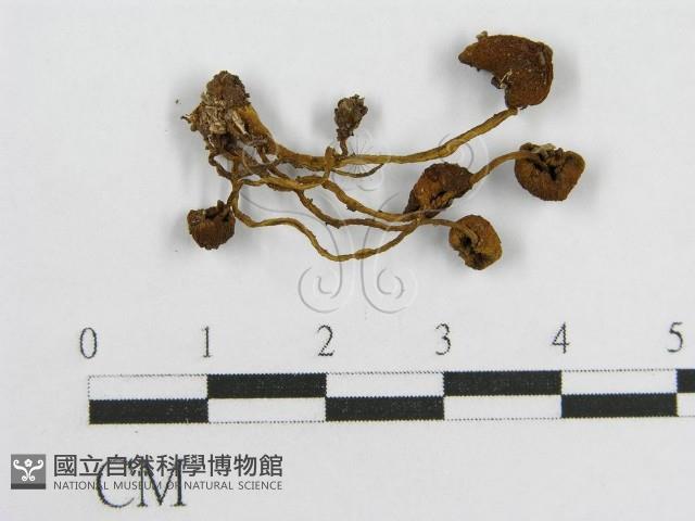 登錄號:F0019173藏品圖，第1張