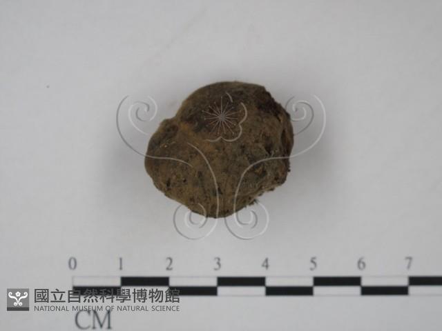 登錄號:F0023173藏品圖，第1張