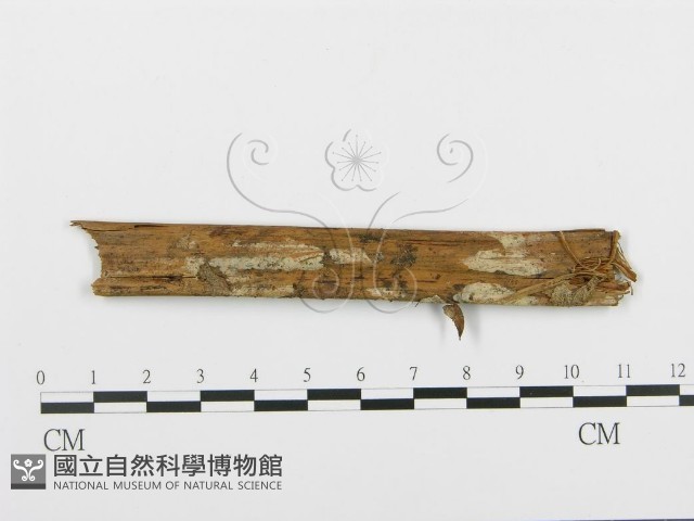 登錄號:F0003173藏品圖，第1張