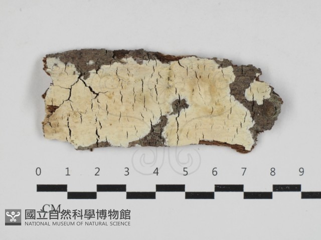 登錄號:F0033173藏品圖，第1張