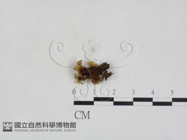 登錄號:F0028073藏品圖，第1張
