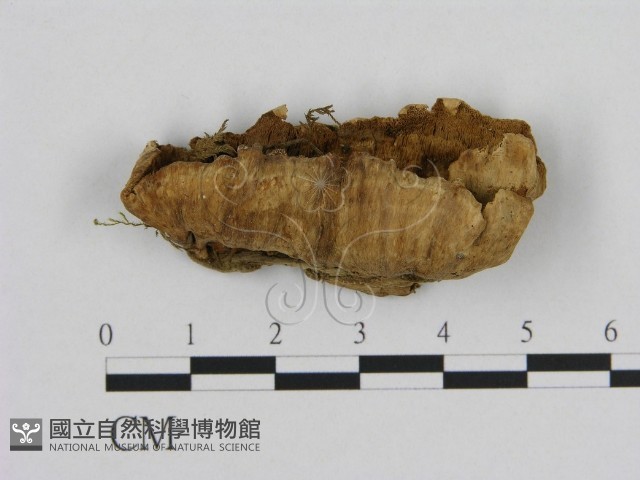 登錄號:F0008073藏品圖，第1張