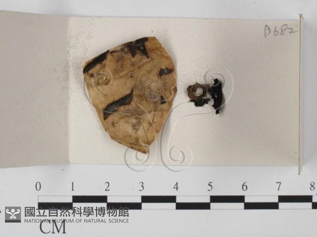 登錄號:F0018073藏品圖，第1張