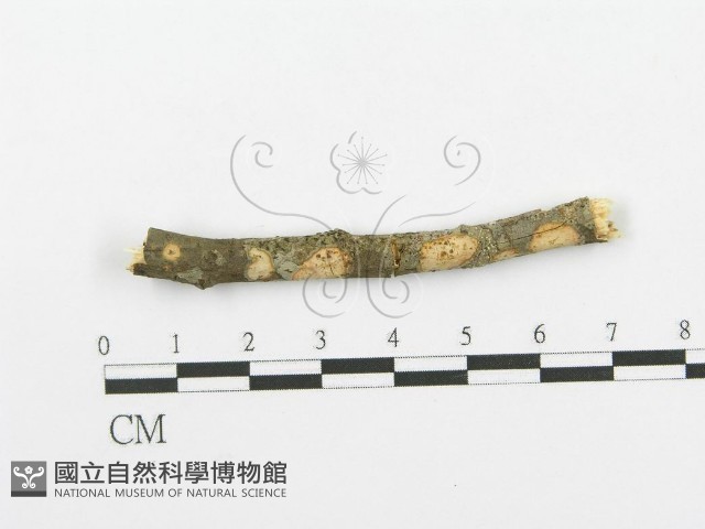 登錄號:F0000073藏品圖，第1張