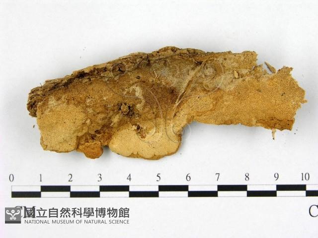 登錄號:F0010073藏品圖，第1張