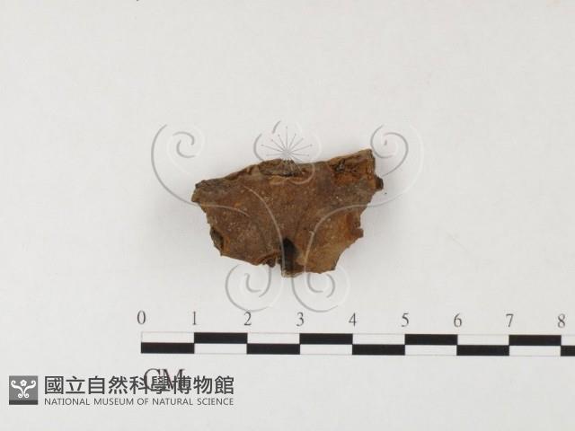 登錄號:F0026073藏品圖，第1張