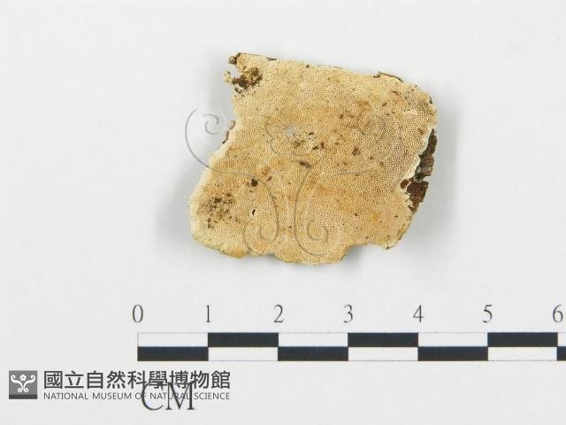 登錄號:F0006073藏品圖，第1張