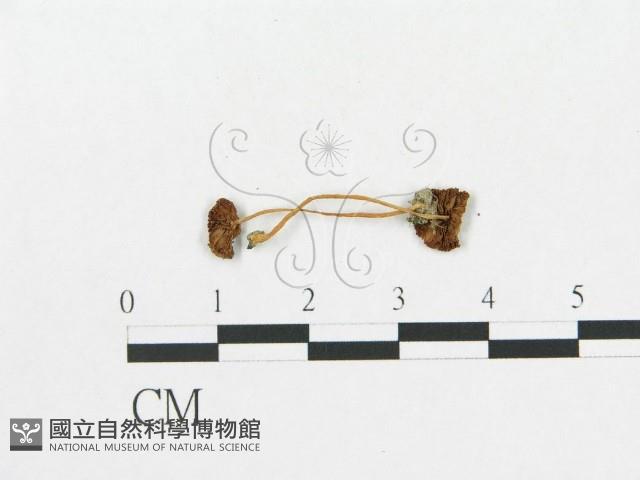 登錄號:F0016073藏品圖，第1張
